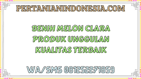 Benih Melon Clara Produk Unggulan Kualitas Terbaik